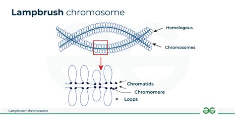 the loops of lampbrush chromosomes are similar to the puffs